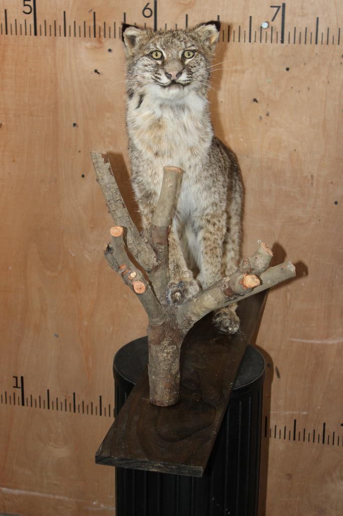 Life-sized BOBCAT on a Wood Board and Branch Base - 2