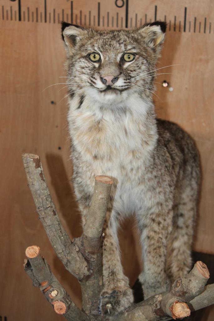 Life-sized BOBCAT on a Wood Board and Branch Base - 3