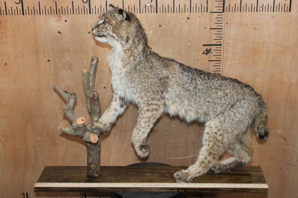 Life-sized BOBCAT on a Wood Board and Branch Base - 5