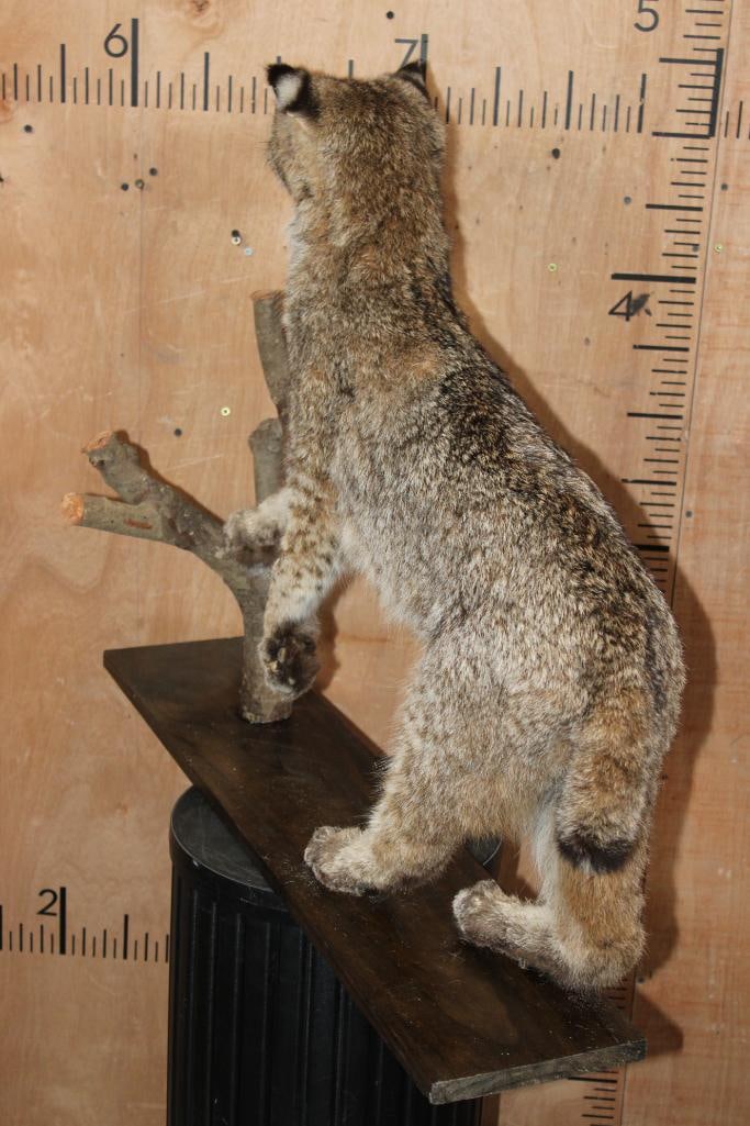 Life-sized BOBCAT on a Wood Board and Branch Base - 6