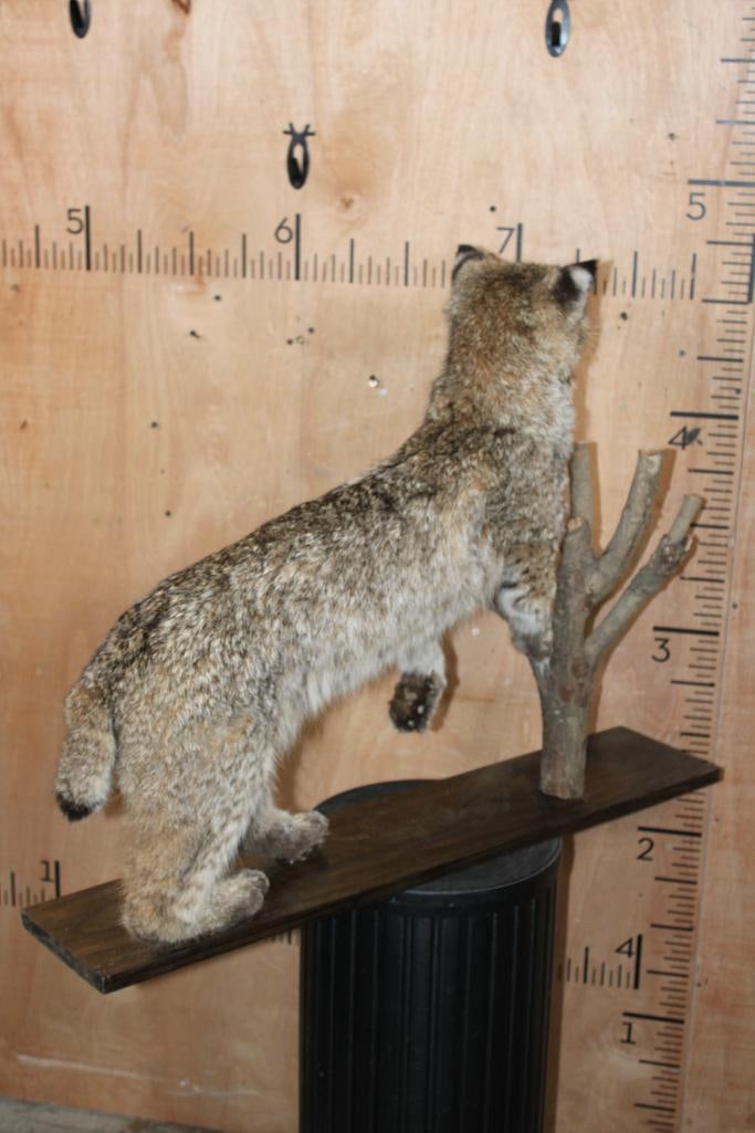 Life-sized BOBCAT on a Wood Board and Branch Base - 7