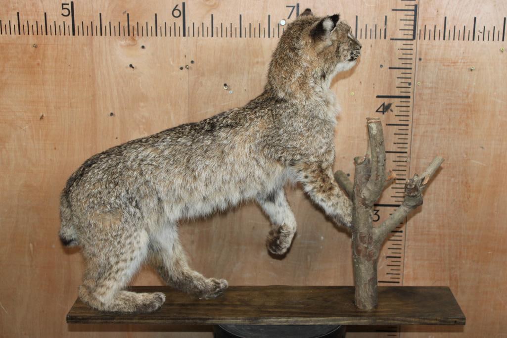 Life-sized BOBCAT on a Wood Board and Branch Base - 8