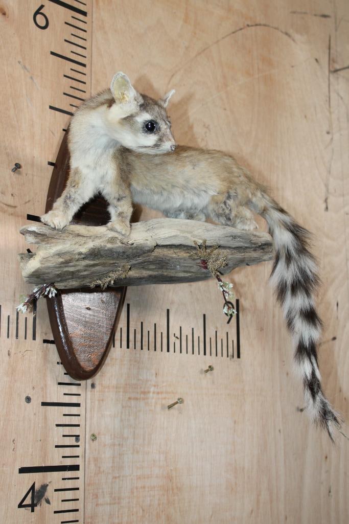 Life-sized RINGTAIL on a Log and Wood Plaque Base - 2