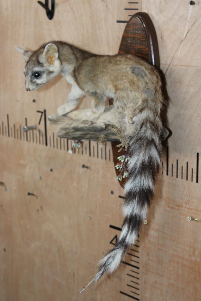 Life-sized RINGTAIL on a Log and Wood Plaque Base - 3