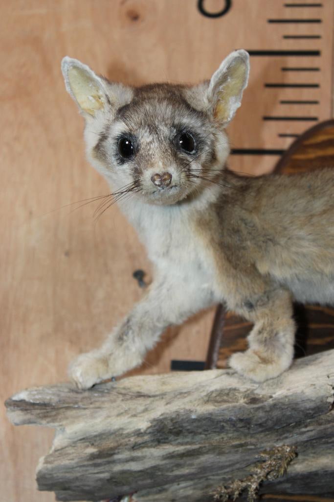 Life-sized RINGTAIL on a Log and Wood Plaque Base - 7