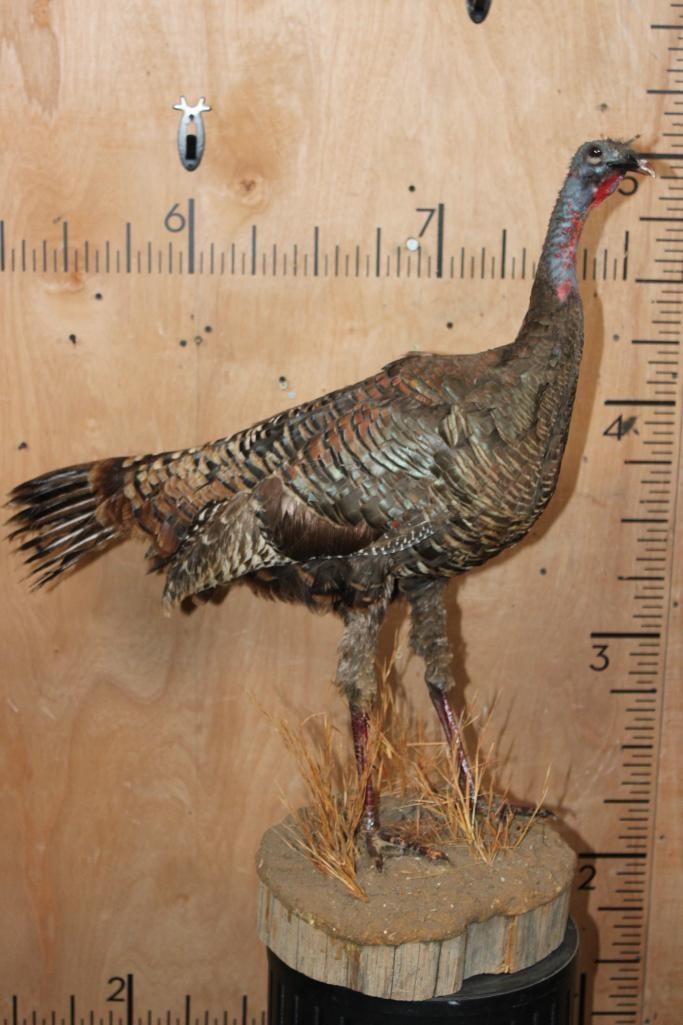 Life-sized RIO GRANDE WILD TURKEY Hen on a Log Slice Base: Nice Life-sized RIO GRANDE WILD TURKEY Hen on a Log Slice Base. It measures 31.25" Tall x 26" Long x 13" Wide and is in Good Condition. TAXIDERMY BIRDS 