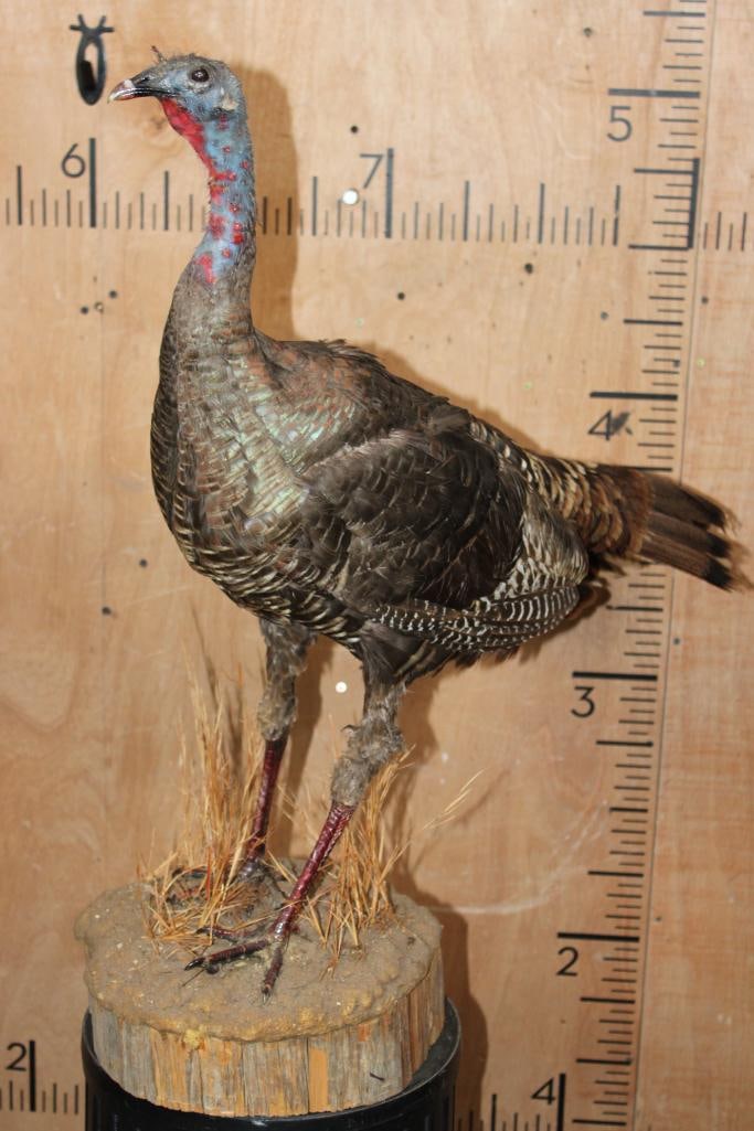 Life-sized RIO GRANDE WILD TURKEY Hen on a Log Slice Base - 2