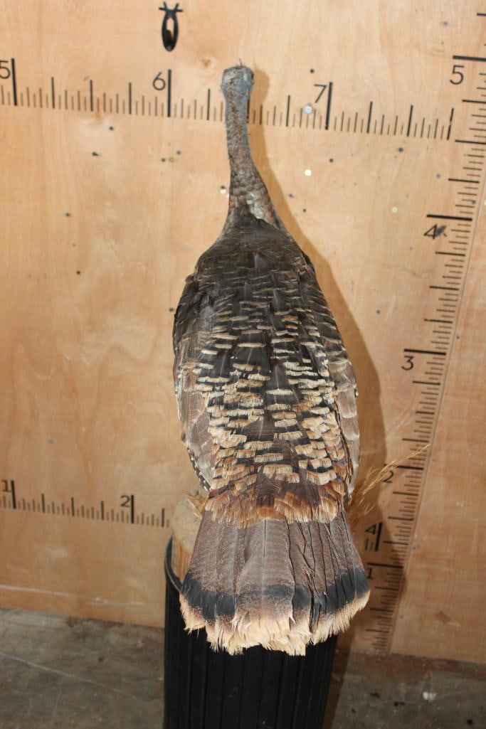Life-sized RIO GRANDE WILD TURKEY Hen on a Log Slice Base - 5