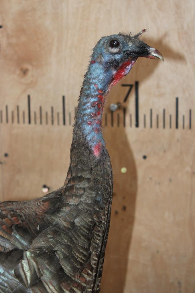 Life-sized RIO GRANDE WILD TURKEY Hen on a Log Slice Base - 7