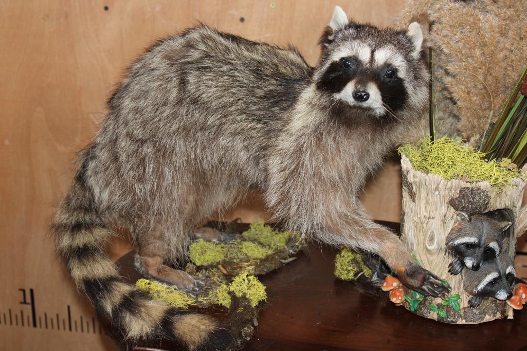 Life-sized RACCOON on a Decorative Wood Plaque Base - 4