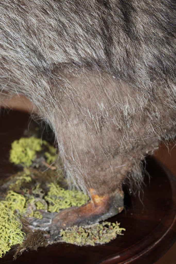 Life-sized RACCOON on a Decorative Wood Plaque Base - 7