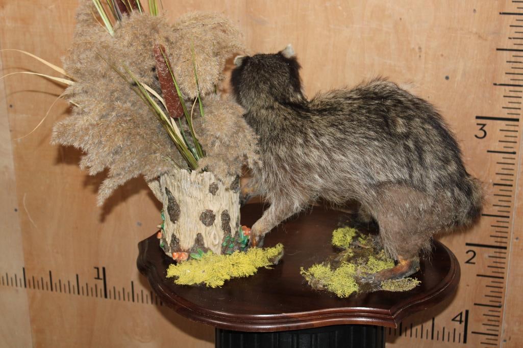 Life-sized RACCOON on a Decorative Wood Plaque Base - 9