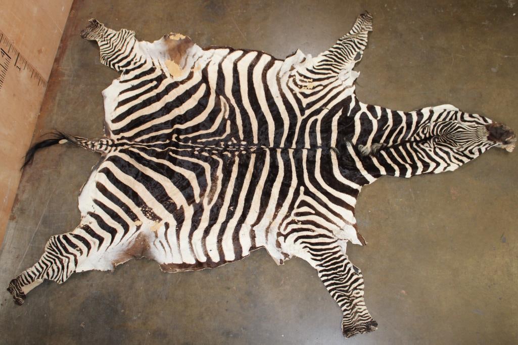 ZEBRA Hide or ZEBRA Rug (1 of 7)