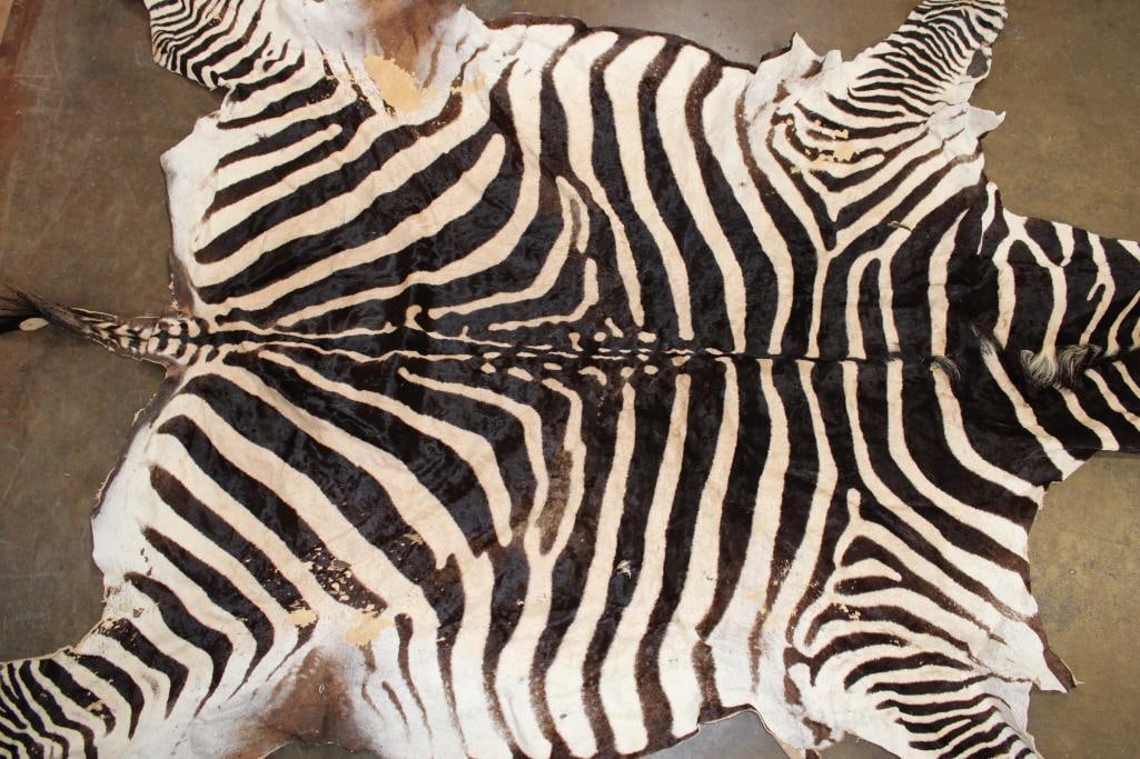 ZEBRA Hide or ZEBRA Rug - 2