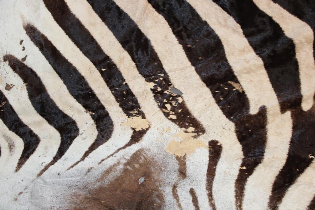 ZEBRA Hide or ZEBRA Rug - 3