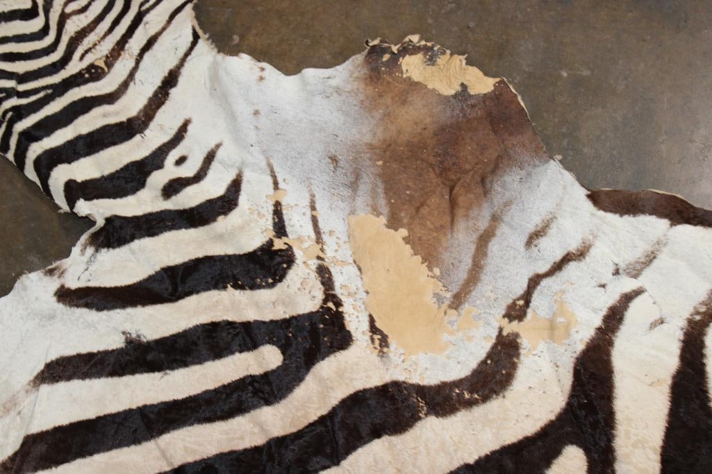 ZEBRA Hide or ZEBRA Rug - 4