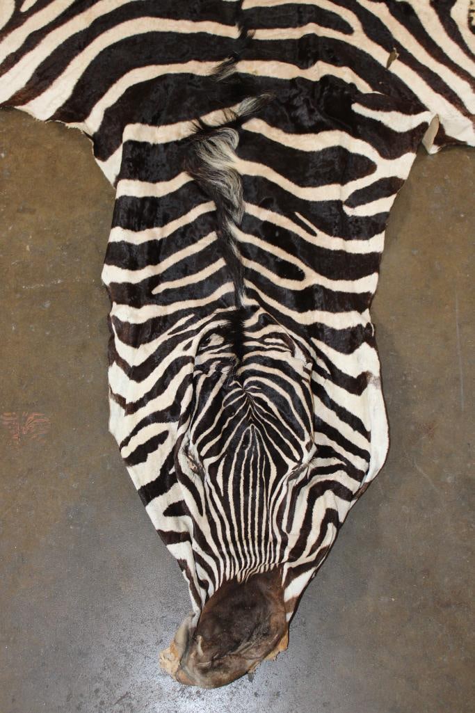ZEBRA Hide or ZEBRA Rug - 5