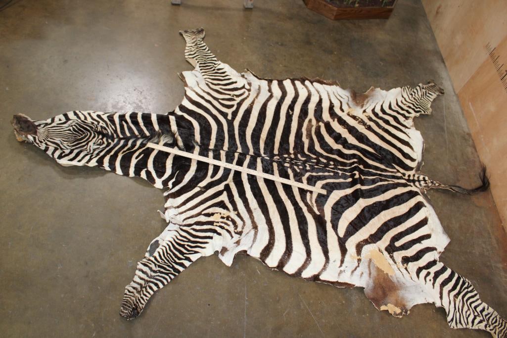 ZEBRA Hide or ZEBRA Rug - 6