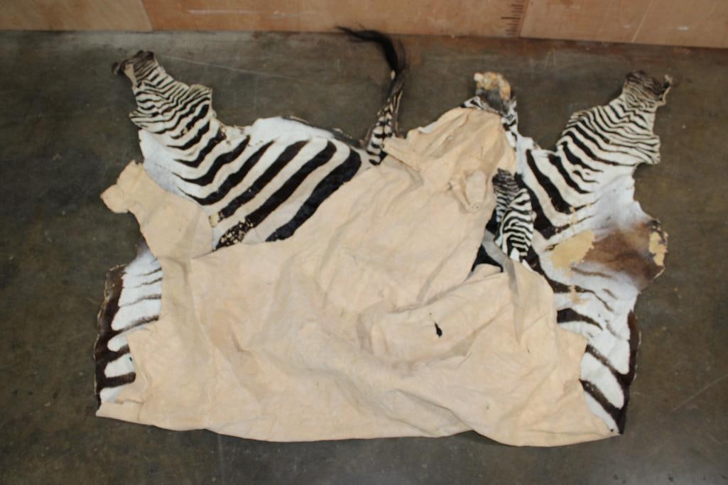 ZEBRA Hide or ZEBRA Rug - 7