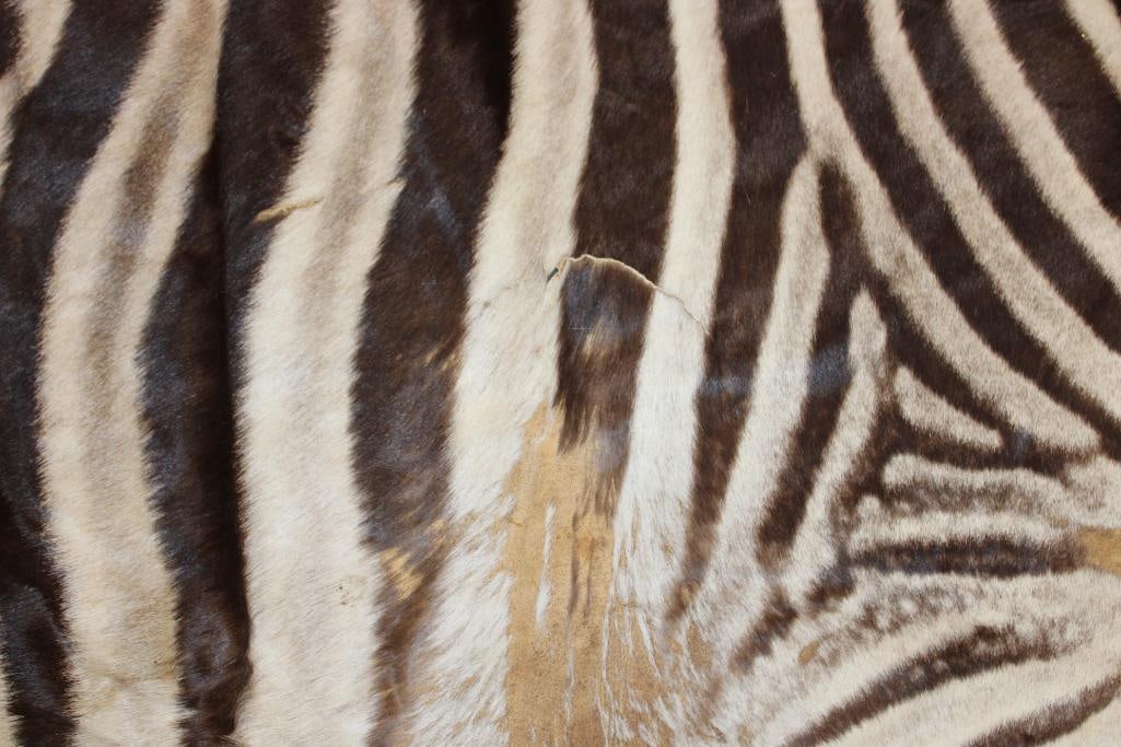 ZEBRA Hide or ZEBRA Rug - 3