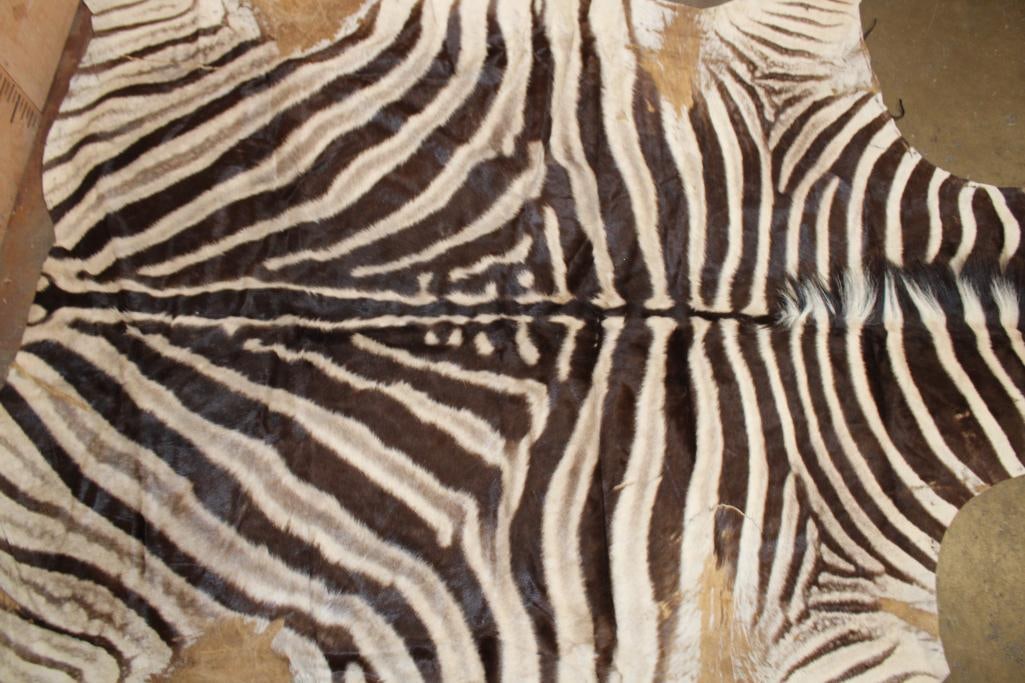 ZEBRA Hide or ZEBRA Rug - 4