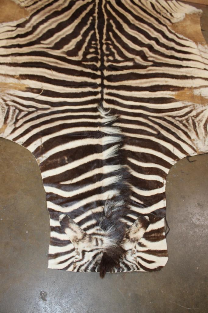ZEBRA Hide or ZEBRA Rug - 5