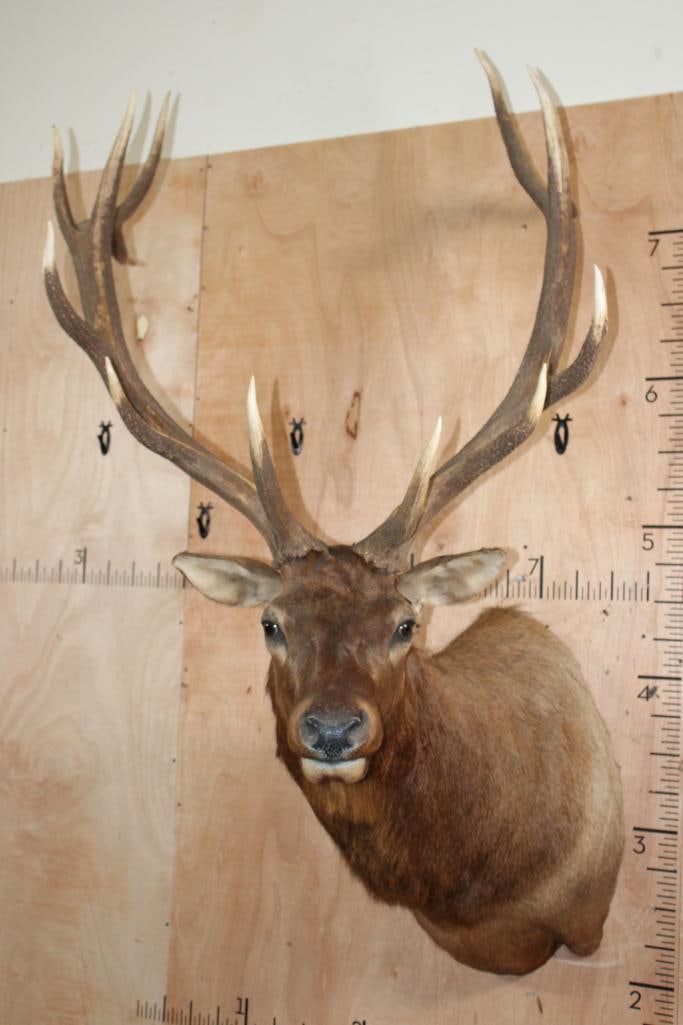 13-Point ELK Shoulder Mount: Very Nice, Clean, and Newer 13-Point ELK Shoulder Mount. It has a 38" Spread and is in Very Good Condition. TAXIDERMY 