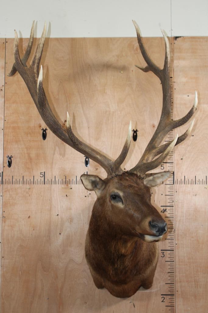 13-Point ELK Shoulder Mount - 2