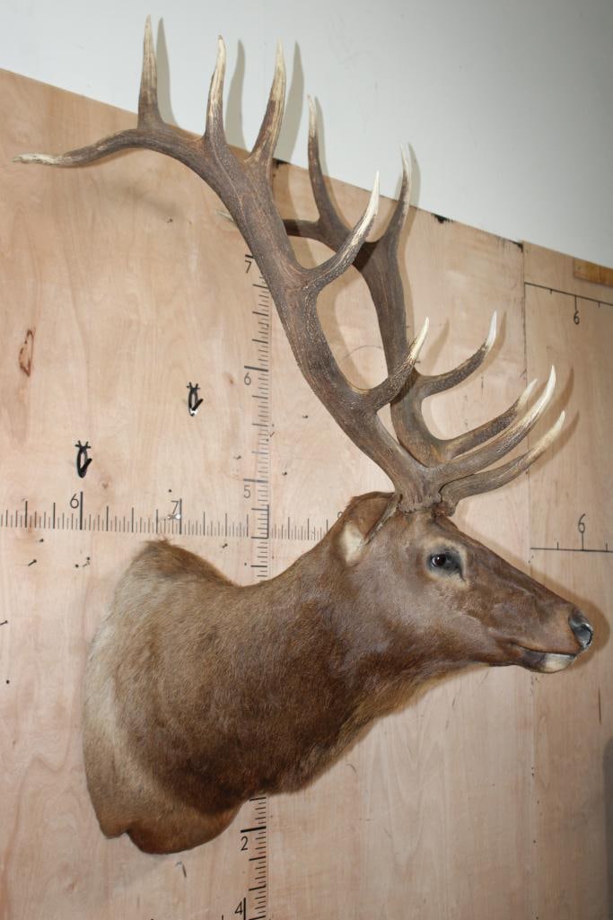 13-Point ELK Shoulder Mount - 3