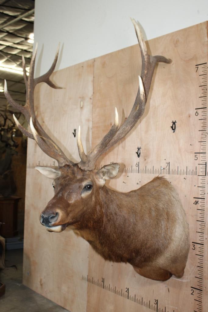 13-Point ELK Shoulder Mount - 4