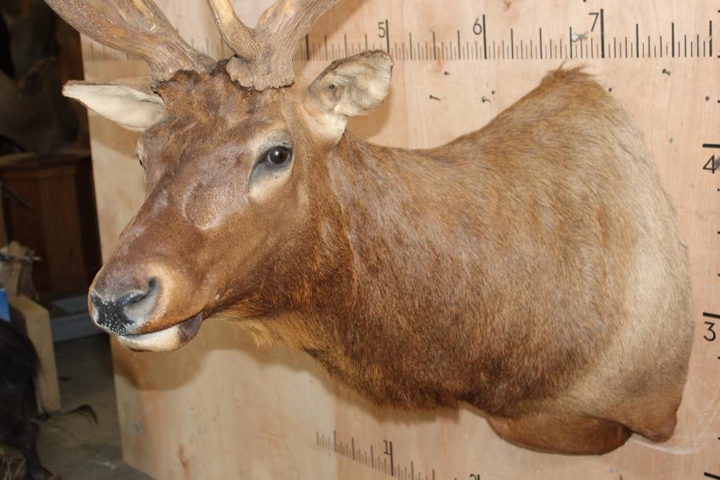 13-Point ELK Shoulder Mount - 5