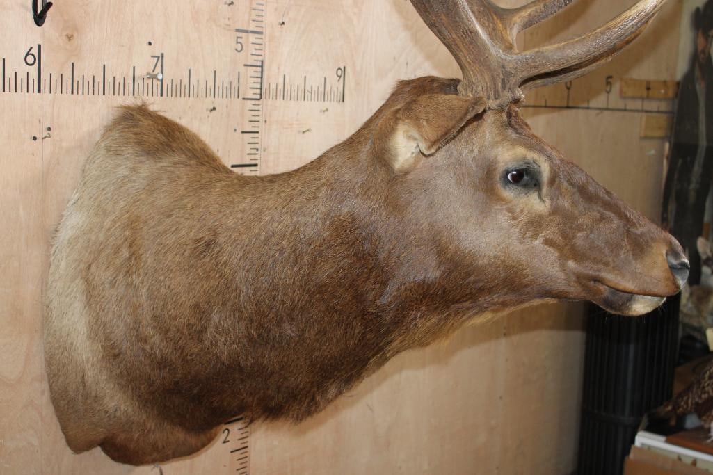 13-Point ELK Shoulder Mount - 6