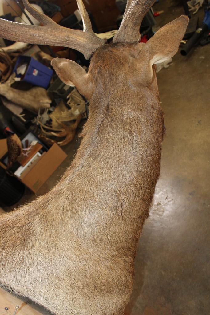 13-Point ELK Shoulder Mount - 7