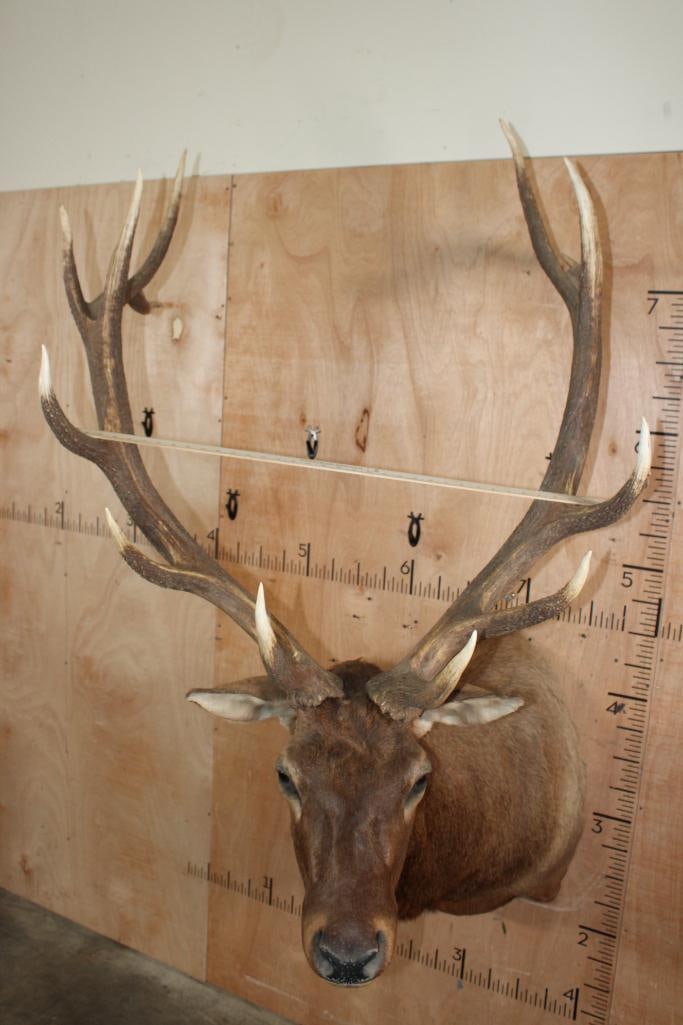 13-Point ELK Shoulder Mount - 8