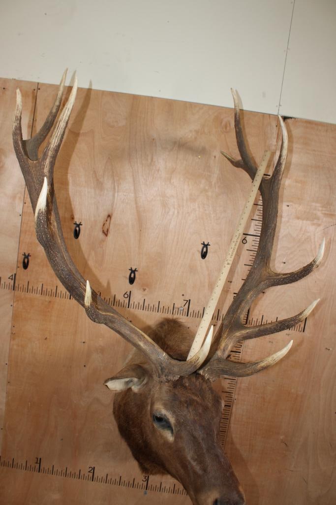 13-Point ELK Shoulder Mount - 9