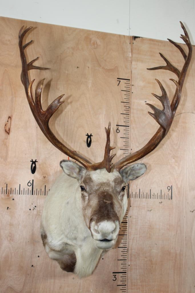 Big 26-Point CARIBOU Shoulder Mount: Big, Nice and Clean 26-Point CARIBOU Shoulder Mount. It has a 36.5" Spread and is in Good Condition. TAXIDERMY 