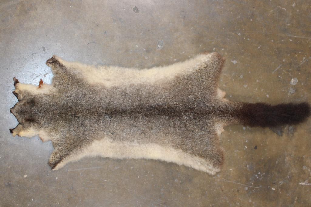 COMMON BRUSHTAIL POSSUM Hide (1 of 3)