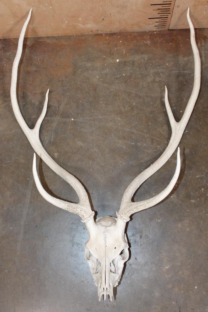 AXIS DEER Euro Skull (1 of 4)