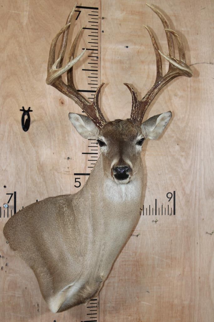 14-Point WHITETAIL DEER Wall Pedestal Mount (1 of 8)