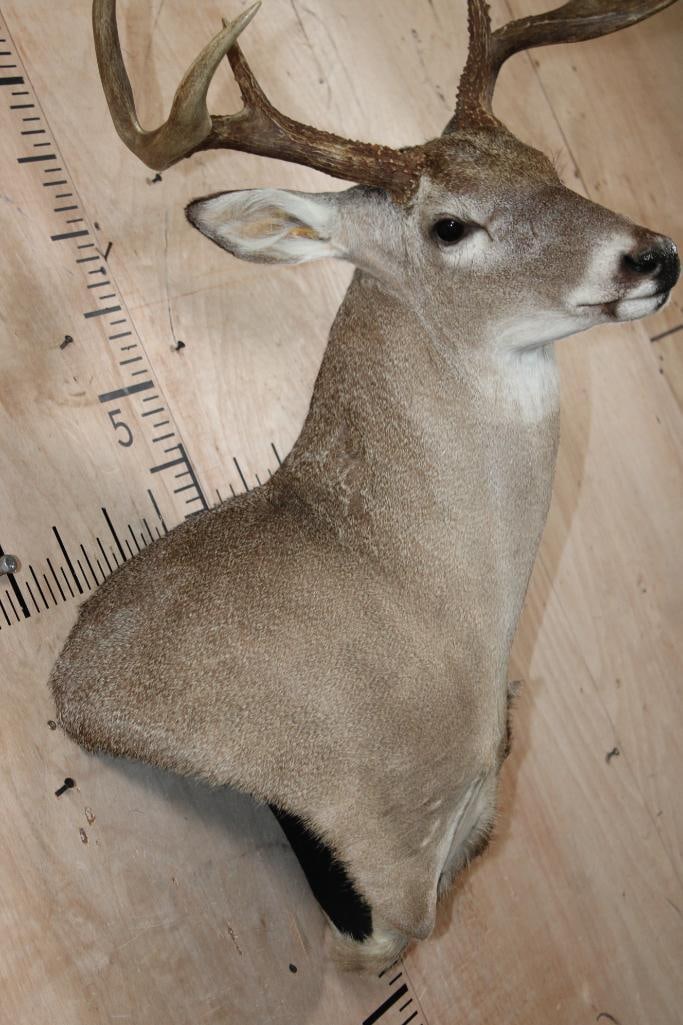 6-Point WHITETAIL DEER Wall Pedestal Mount - 5