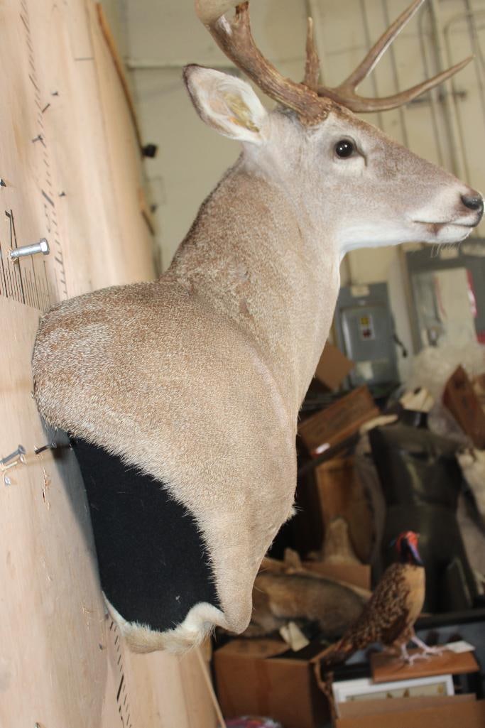 6-Point WHITETAIL DEER Wall Pedestal Mount - 8