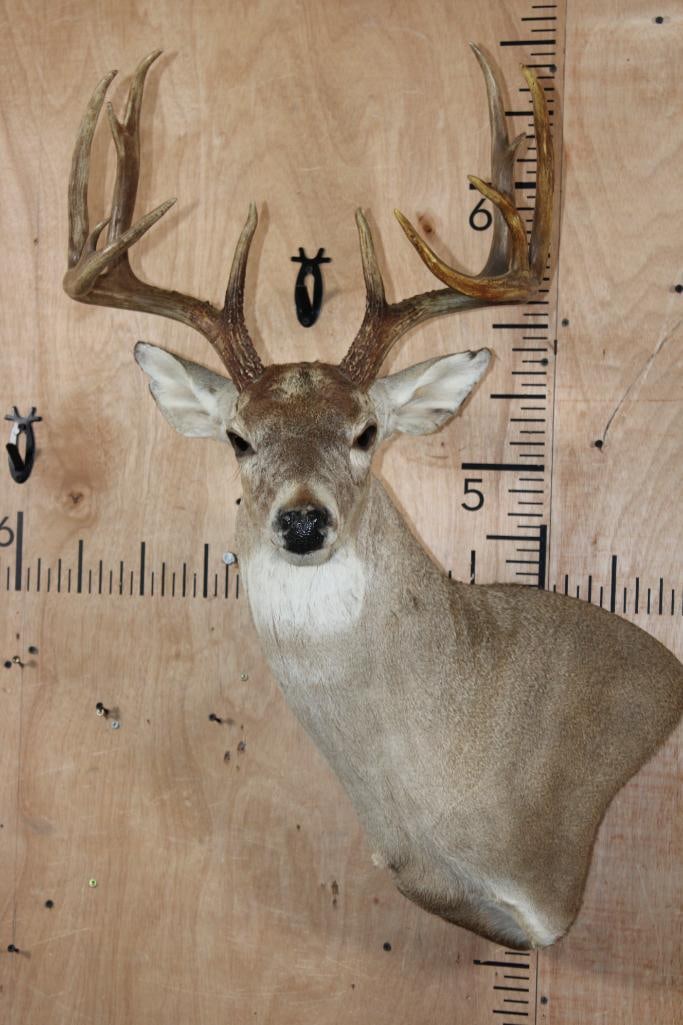 12-Point WHITETAIL DEER Wall Pedestal Mount (1 of 8)