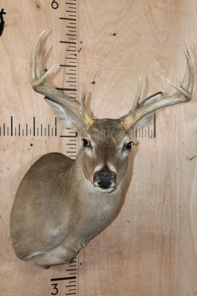 10-Point WHITETAIL DEER Shoulder Mount (1 of 7)