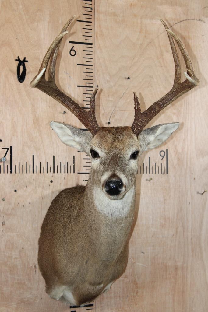 10-Point WHITETAIL DEER Shoulder Mount (1 of 8)