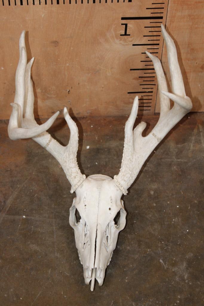 11-Point WHITETAIL DEER Euro Skull with a Heavy Rack (1 of 4)