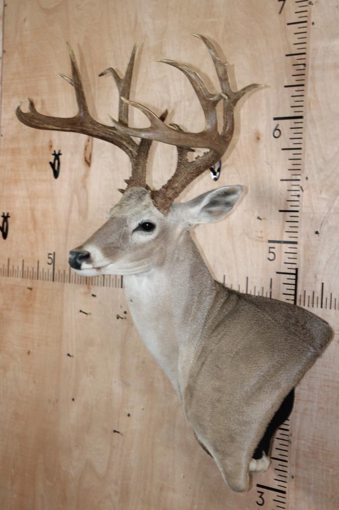 16-Point WHITETAIL DEER Wall Pedestal Mount - 2