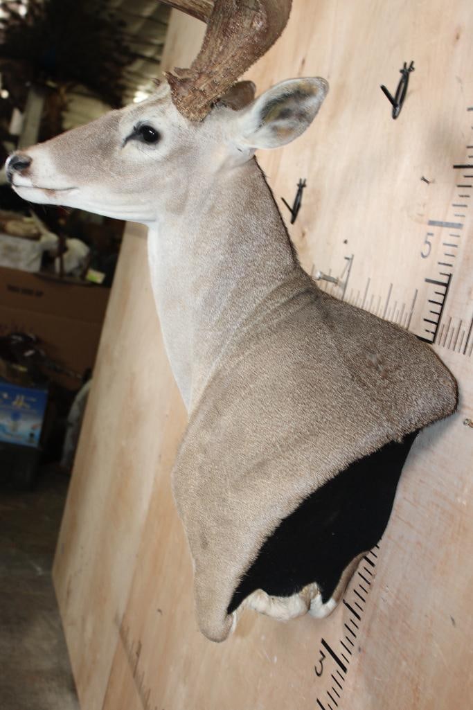 16-Point WHITETAIL DEER Wall Pedestal Mount - 4