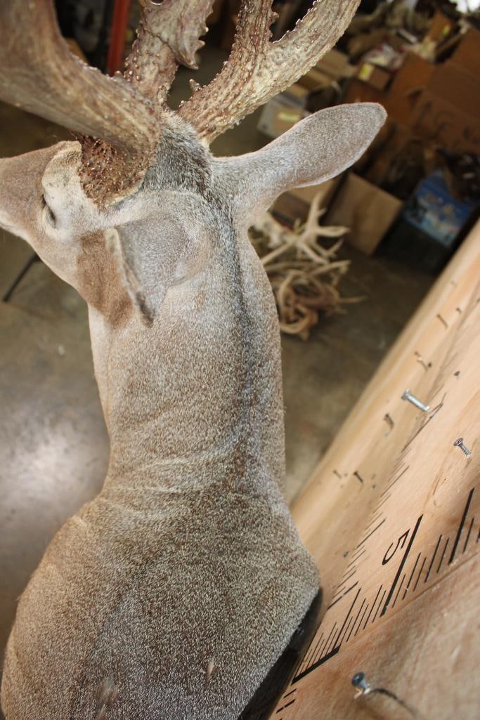 16-Point WHITETAIL DEER Wall Pedestal Mount - 6