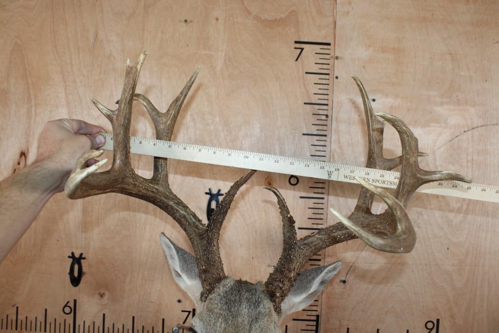 16-Point WHITETAIL DEER Wall Pedestal Mount - 7