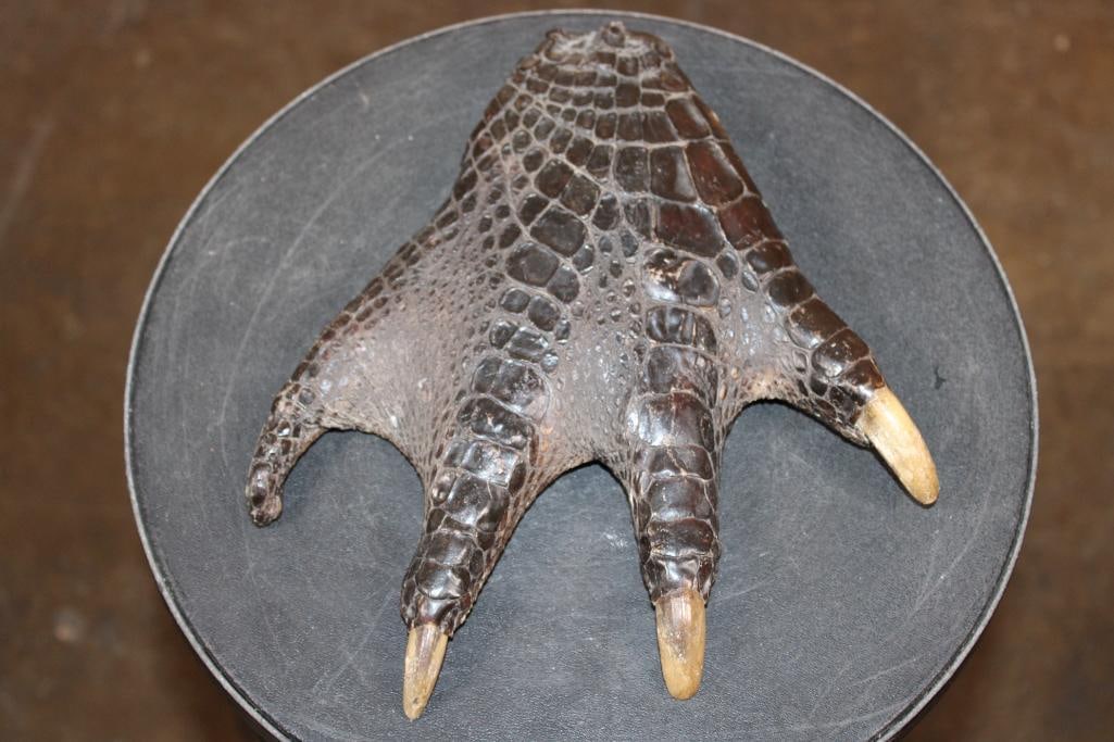 Massive ALLIGATOR Foot with 3 Big Claws (1 of 5)